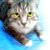 Cat (80KB)